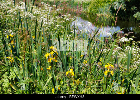 Yellow Flag (Iris pseudacorus) and Hemlock Water Dropwort (Oenanthe crocata) on the banks of the Grand Western Canal, Devon Stock Photo