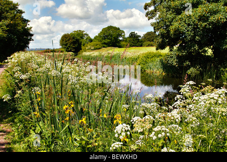 Yellow Flag (Iris pseudacorus) and Hemlock Water Dropwort (Oenanthe crocata) on the banks of the Grand Western Canal, Devon Stock Photo