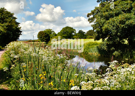 Yellow Flag (Iris pseudacorus) and Hemlock Water Dropwort (Oenanthe crocata) on the banks of the Grand Western Canal, Devon Stock Photo