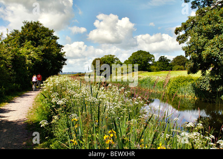 Yellow Flag (Iris pseudacorus) and Hemlock Water Dropwort (Oenanthe crocata) on the banks of the Grand Western Canal, Devon Stock Photo