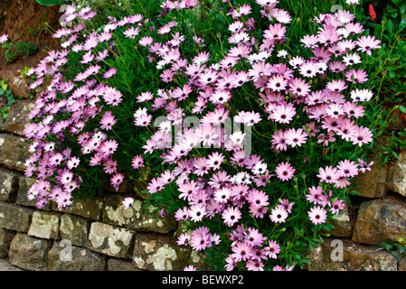 Osteospermum 'Cannington Roy' Stock Photo