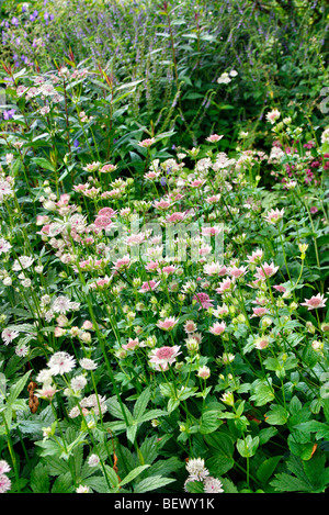 Astrantia maxima AGM Stock Photo