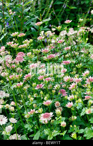 Astrantia maxima AGM Stock Photo