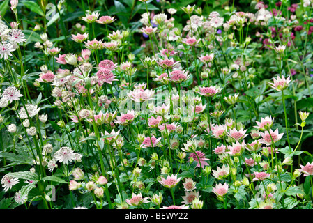 Astrantia maxima AGM Stock Photo