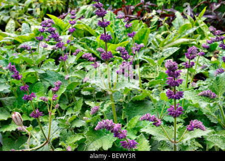 Salvia verticillata 'Purple Rain' Stock Photo