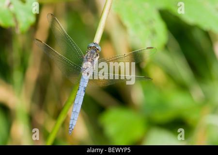 Keeled Skimmer Dragonfly (Orthetrum coerulescens) male. Hungary, August. Stock Photo
