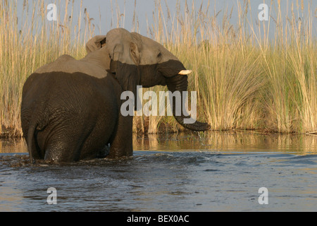 African elephant cooling off in water channel in the Okavango Delta, Botswana.