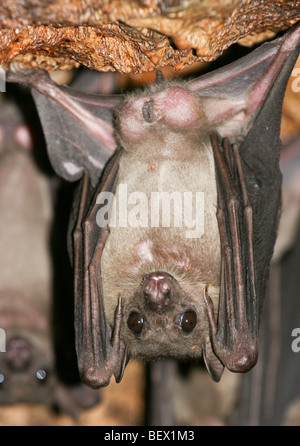 Bats in python cave - Uganda Stock Photo