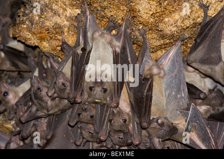 Bats in python cave - Uganda Stock Photo