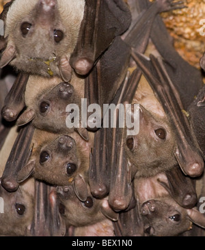 Bats in python cave - Uganda Stock Photo