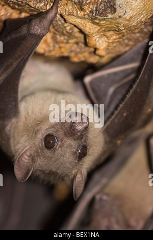 Bats in python cave - Uganda Stock Photo