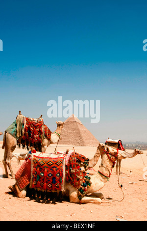 Camels at the Pyramids at Giza, near Cairo, Egypt. Stock Photo