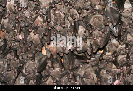 Bats in python cave - Uganda Stock Photo