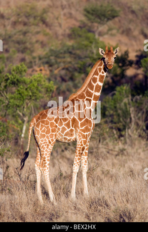 Young Reticulated Giraffe - El Karama Ranch, Laikipia Region, Kenya Stock Photo
