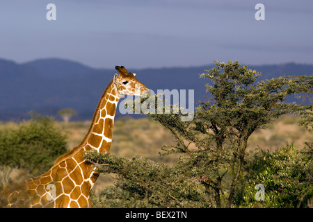 Reticulated Giraffe and Acacia Tree - El Karama Ranch, Laikipia Region, Kenya Stock Photo