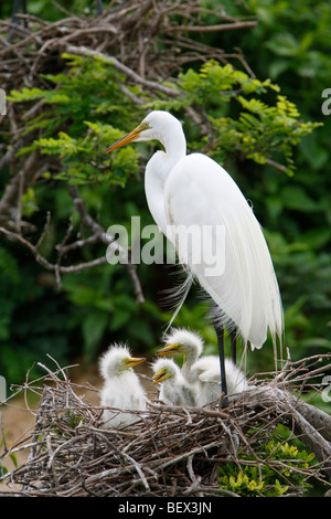 Great Egret Nest - Vertical Stock Photo