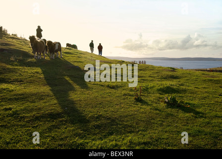 Shetland ponies backlit by golden light in the late afternoon at Brough Lodge on the Shetland Island of Fetlar Stock Photo
