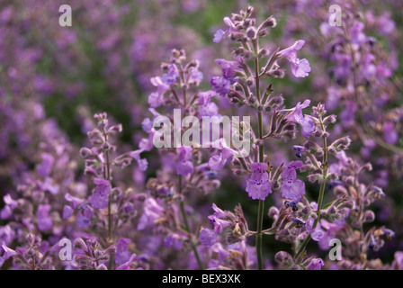 Catmint, Nepeta cataria Stock Photo