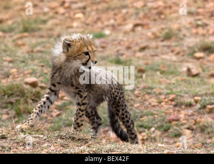 Cheetah cub in the Masai Mara Stock Photo