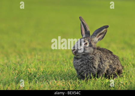 A rabbit on green grass Stock Photo