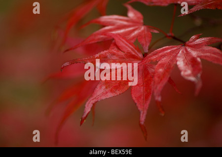 Acer palmatum Nuresagi, Wet Heron Maple leaves in Autumn Stock Photo