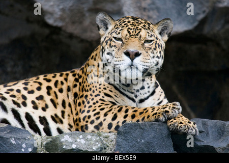 Jaguar (Panthera onca) lying on a rock staring into the camera in Ecuador - captive Stock Photo