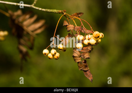 Sorbus Joseph Rock, Mountain Ash berries in Autumn Stock Photo