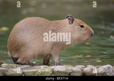 young Capybara - Hydrochoerus hydrochaeris Stock Photo