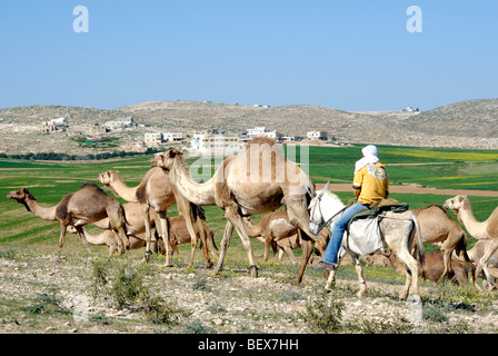 Israel, Negev Desert, A herd of Arabian camels (Camelus dromedarius) and Bedouin herder on horseback Stock Photo