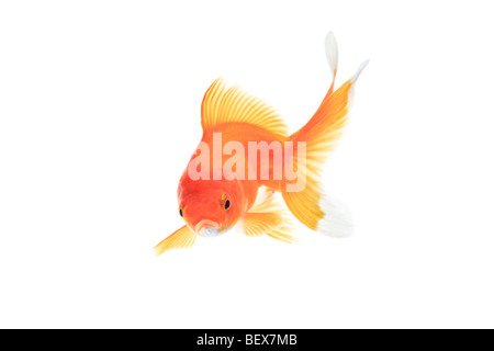 Gold fish against white background Stock Photo