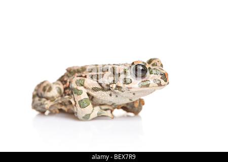 A frog isolated on white background Stock Photo