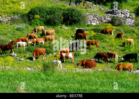 Israel, Negev, Lachish region, Free roaming cattle grazing in the fields Stock Photo