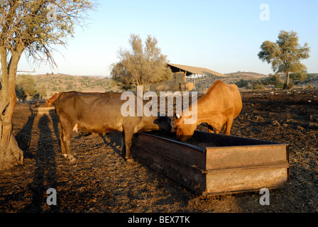 Israel, Negev, Lachish region, a herd of cows eating out of a trough Stock Photo