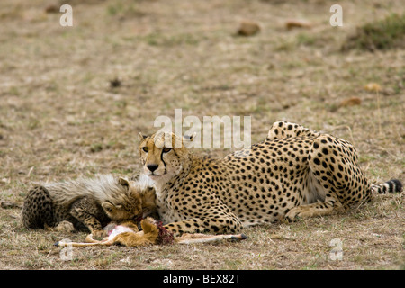 Cheetah with kill - Masai Mara National Reserve, Kenya Stock Photo