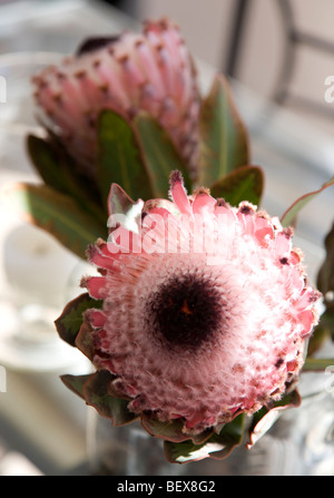 Proteas in vase Stock Photo