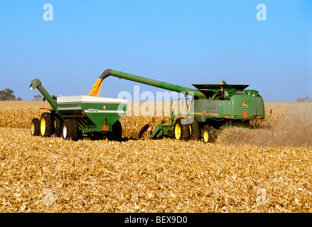 A John Deere combine harvests grain corn while augering the harvested corn into a grain wagon “on-the-go” / Illinois, USA. Stock Photo