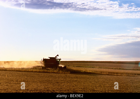 Agriculture - A Case IH combine harvests soybeans, silhouetted by the late afternoon sunlight / near Chana, Illinois, USA. Stock Photo