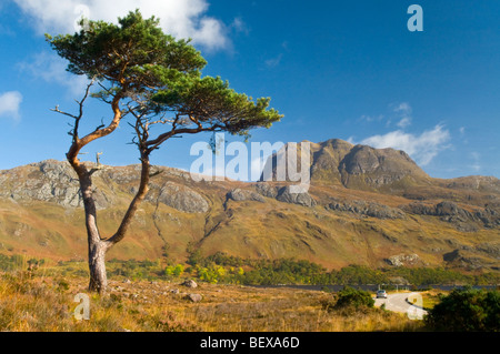 Lone Pine and Slioch mountain Loch Maree Wester Ross Scottish Highlands  SCO 5407 Stock Photo