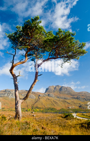 Lone Pine and Slioch mountain Loch Maree Wester Ross Scottish Highlands SCO 5408 Stock Photo