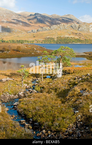 Loch Maree Wester Ross Scottish Highlands  SCO 5410 Stock Photo