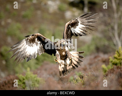 Golden Eagle Aquila Chrysaetos in flight taken under controlled conditions in the Scottish Cairngorms Stock Photo