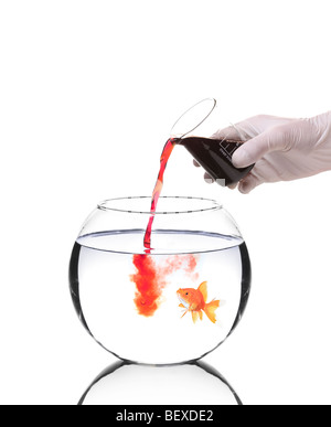 Scientist pouring red liquid into a fish bowl Stock Photo