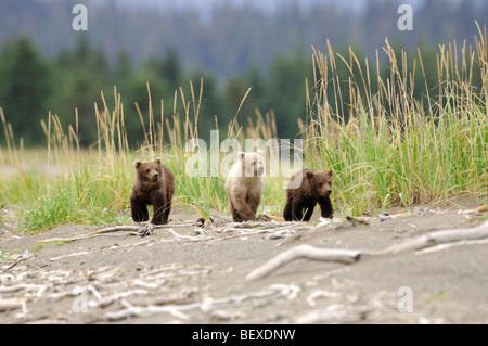 Stock photo of three bear cubs sitting on the beach, Lake Clark National Park, Alaska. Stock Photo