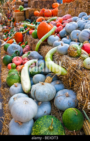 Pumpkins, squashes and marrows for sale at a produce stall in the town of Keremeos, Okanagan-Similkameen Region, Okanagan, Briti Stock Photo