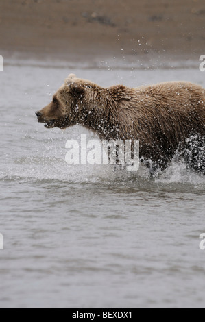 Stock photo of an Alaskan brown bear fishing for salmon by running through the water, Lake Clark National Park, Alaska. Stock Photo