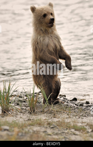 Stock photo of a blonde-phase brown bear cub standing upright, Lake Clark National Park, Alaska. Stock Photo