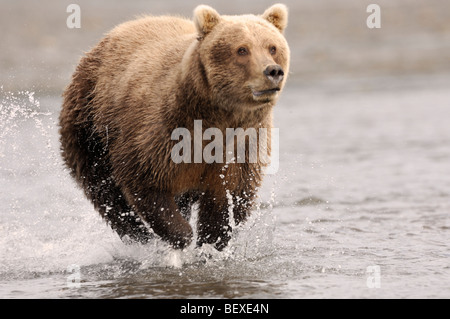 Stock photo of an Alaskan brown bear, running through the water, chasing a salmon, Lake Clark National Park, Alaska Stock Photo