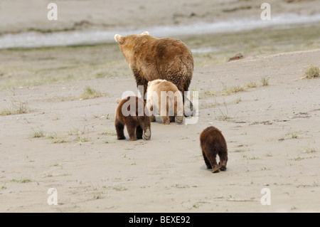 Stock photo of a blonde-phase Alaskan brown bear cub walking across the beach, Lake Clark National Park, Alaska Stock Photo