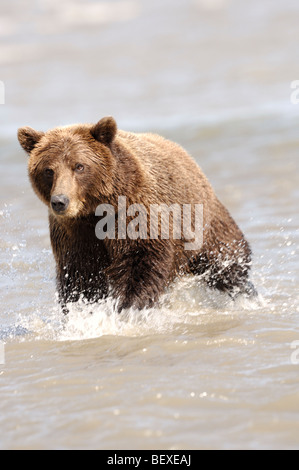 Stock photo of an Alaskan brown bear standing in the ocean water, Lake Clark National Park, Alaska. Stock Photo