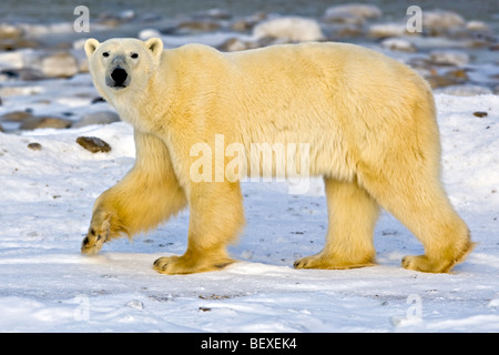 Polar Bear, Ursus maritimus, on the icy fringes of Hudson Bay, Churchill, Manitoba, Canada. Stock Photo